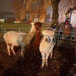 Teisinger Liachtalglanz 2025